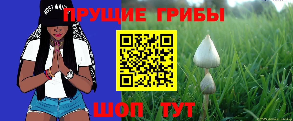 Строитель  Галлюциногенные грибы Cubensis  Вход с VPN 